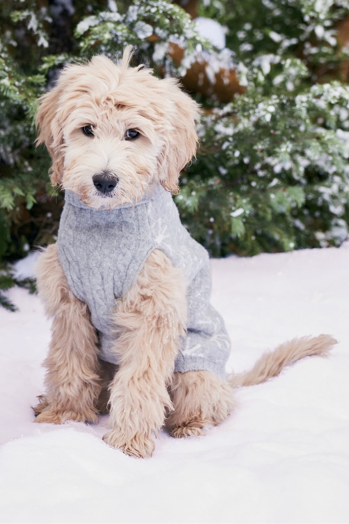 Falala Dog Sweater by Soft Surroundings, in Heathe...